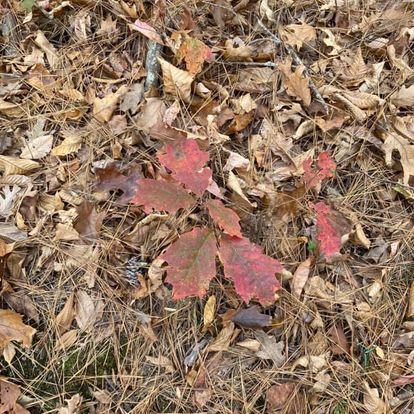 Fall equinox: How you can honor, celebrate the changing seasons